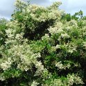 Ligustrum japonicum P1A P2B P16